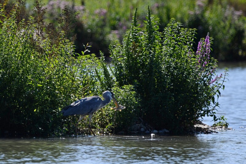 A patient heron has managed to catch a perch for dinner